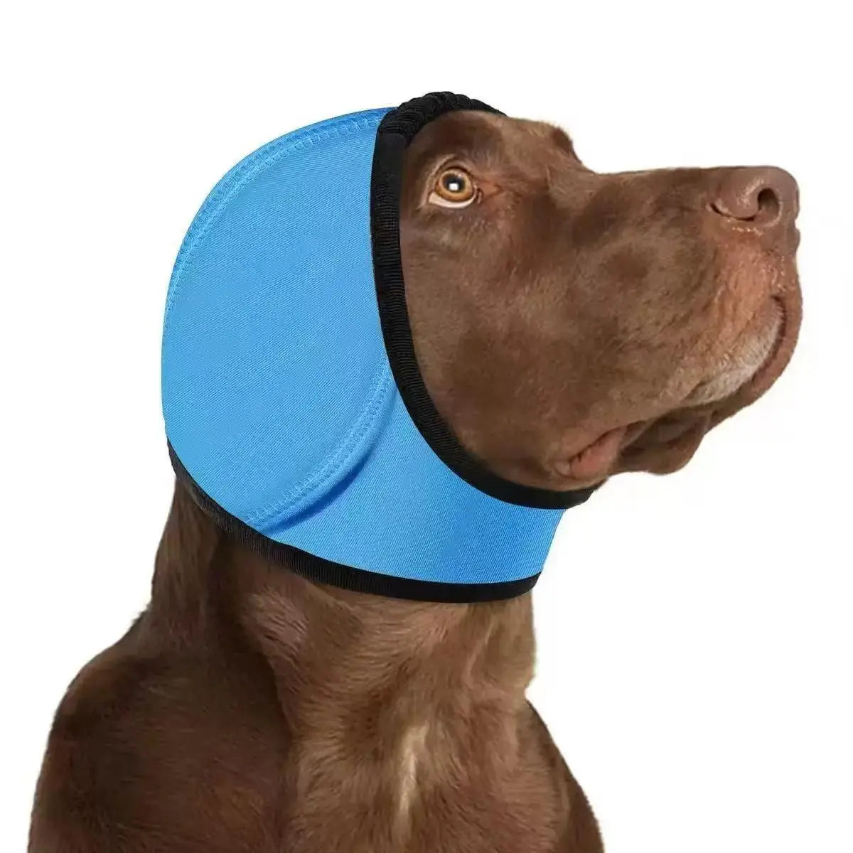 CalmPaw 