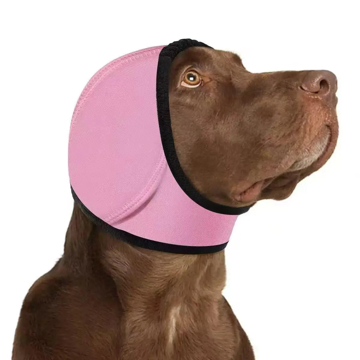 CalmPaw 